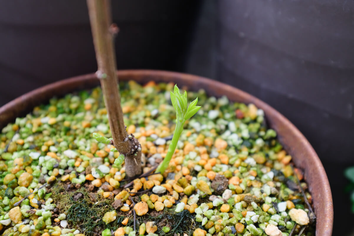 f:id:hachi-log:20210407074344j:plain