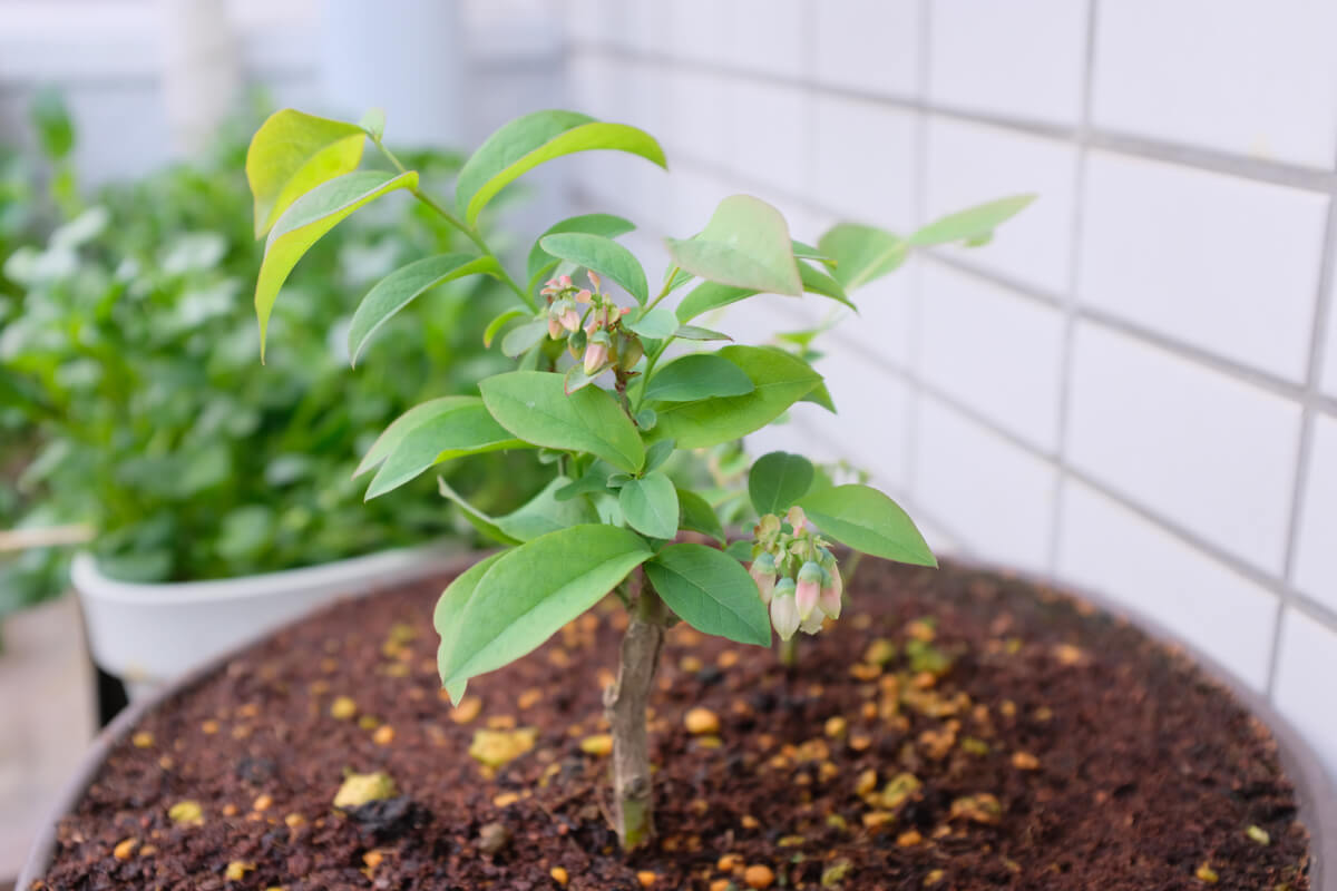 f:id:hachi-log:20210407074349j:plain