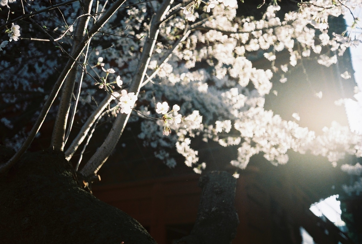 f:id:hachi-log:20210503224633j:plain