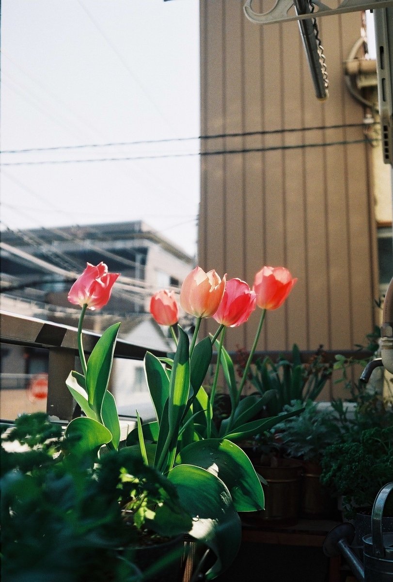 f:id:hachi-log:20210503225551j:plain
