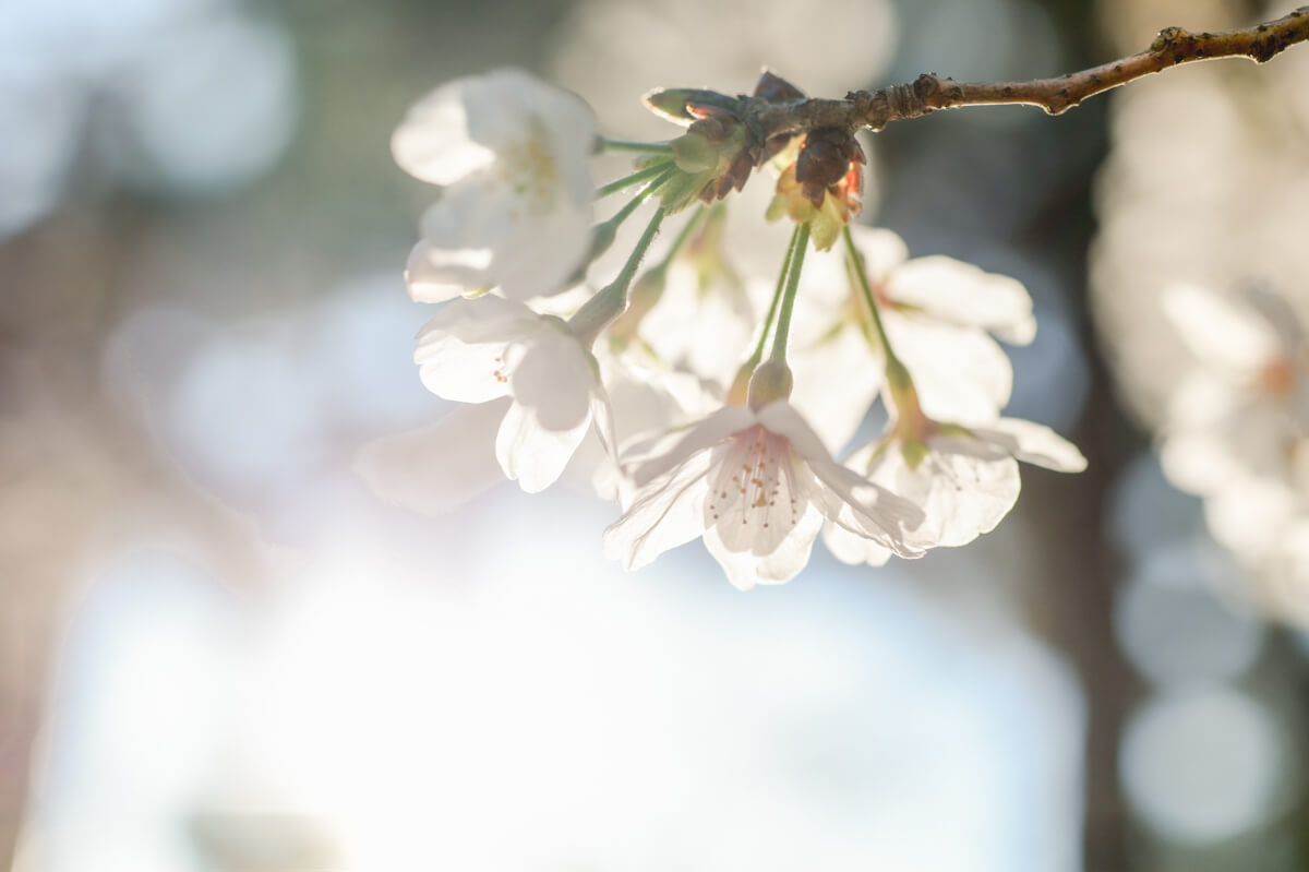 f:id:hachi-log:20210611222840j:plain