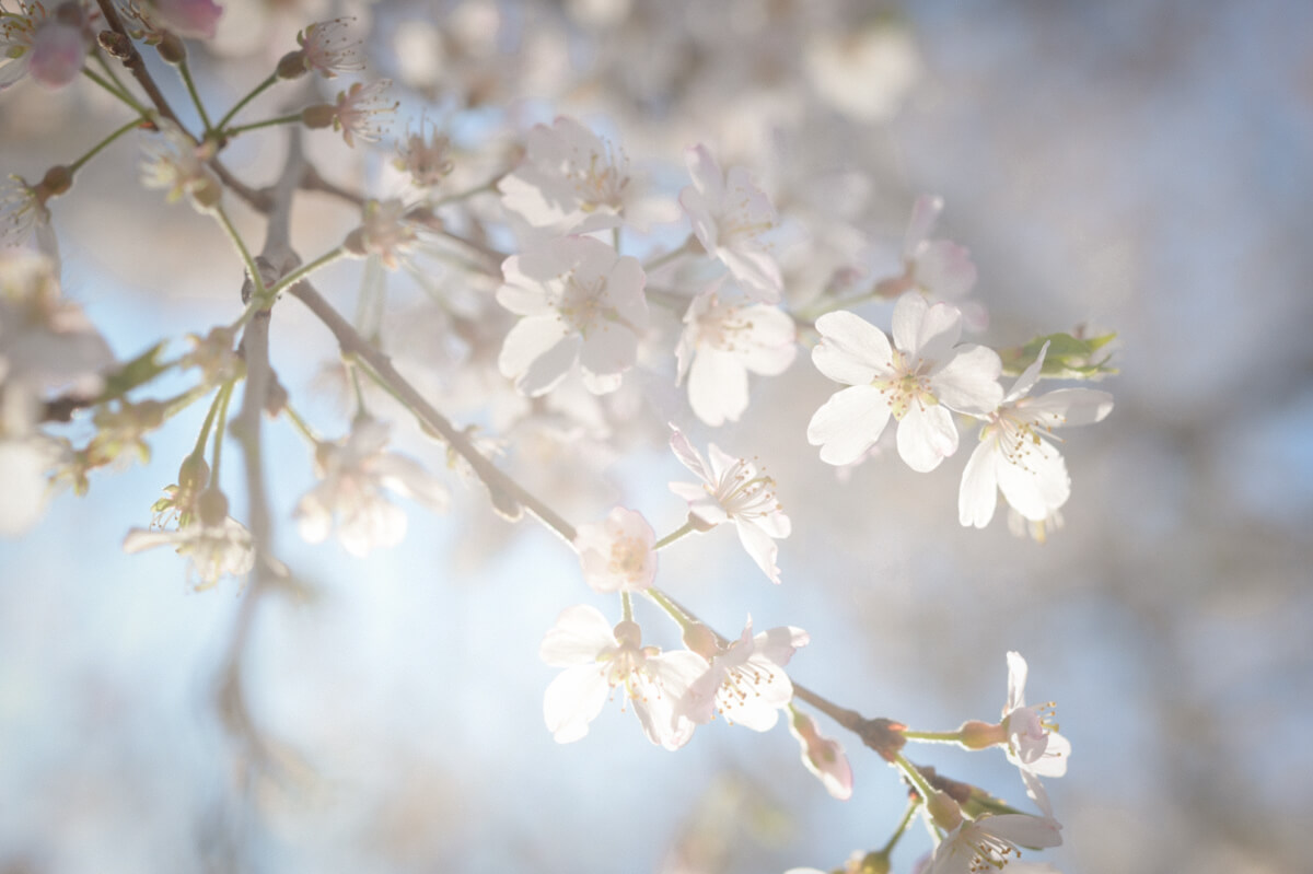 f:id:hachi-log:20210611222937j:plain