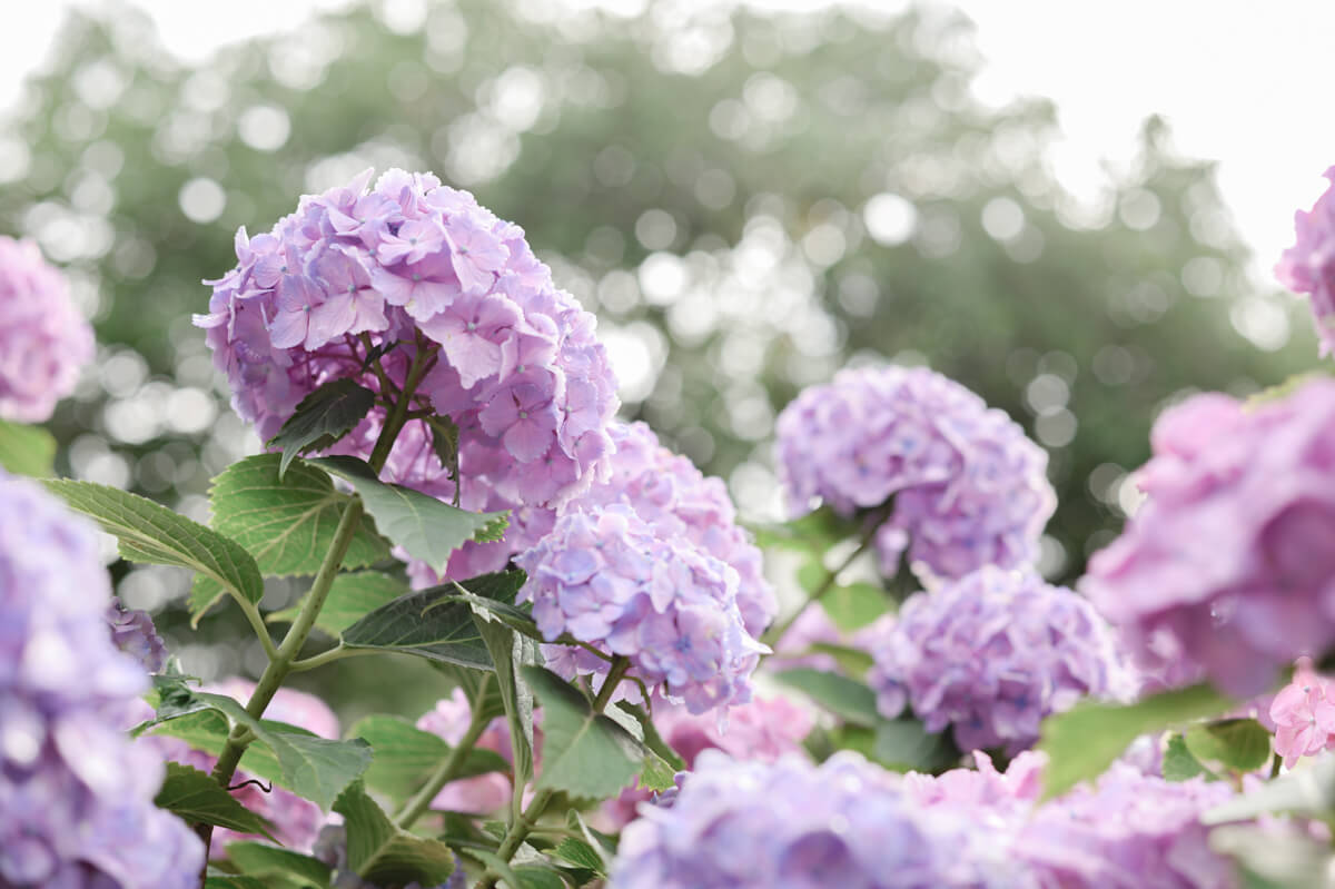 f:id:hachi-log:20210611223111j:plain