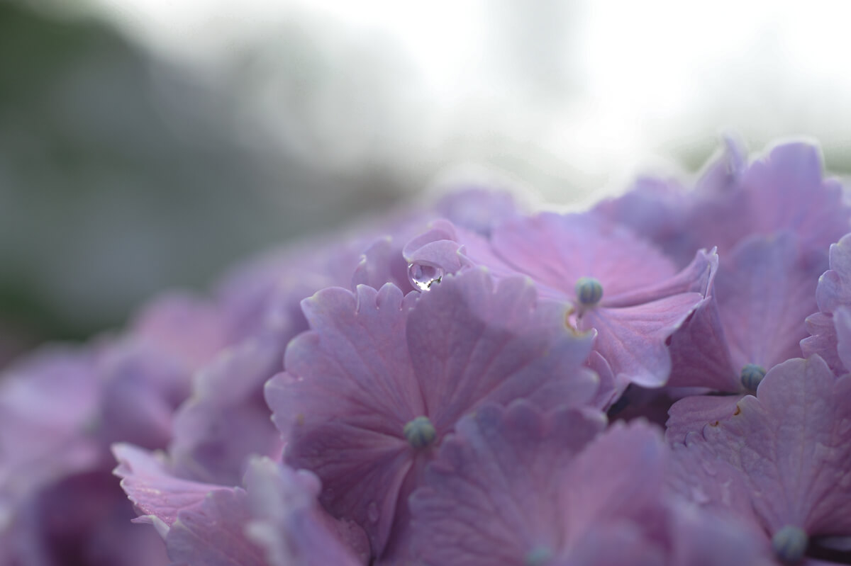 f:id:hachi-log:20210611223121j:plain