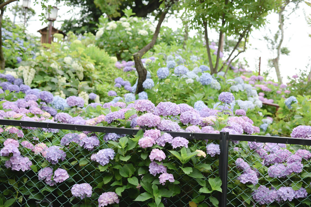 f:id:hachi-log:20210611223125j:plain