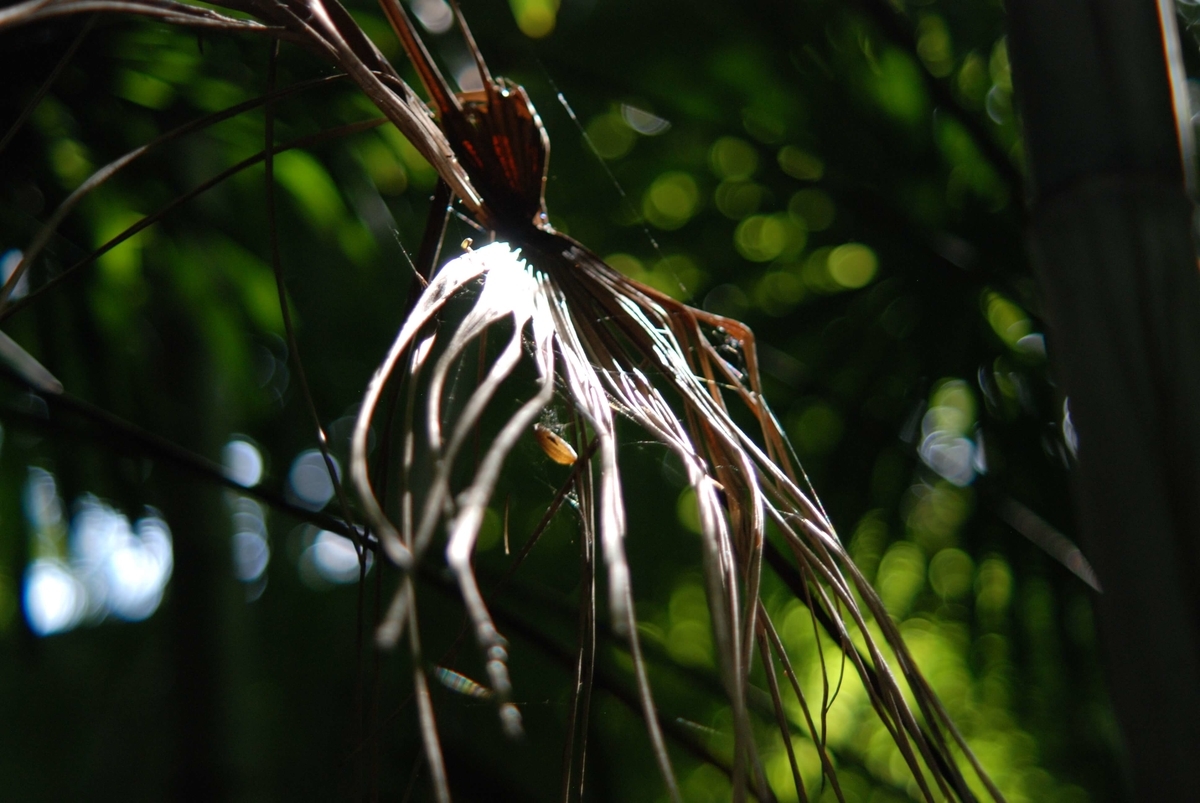 f:id:hachi-log:20210726192454j:plain