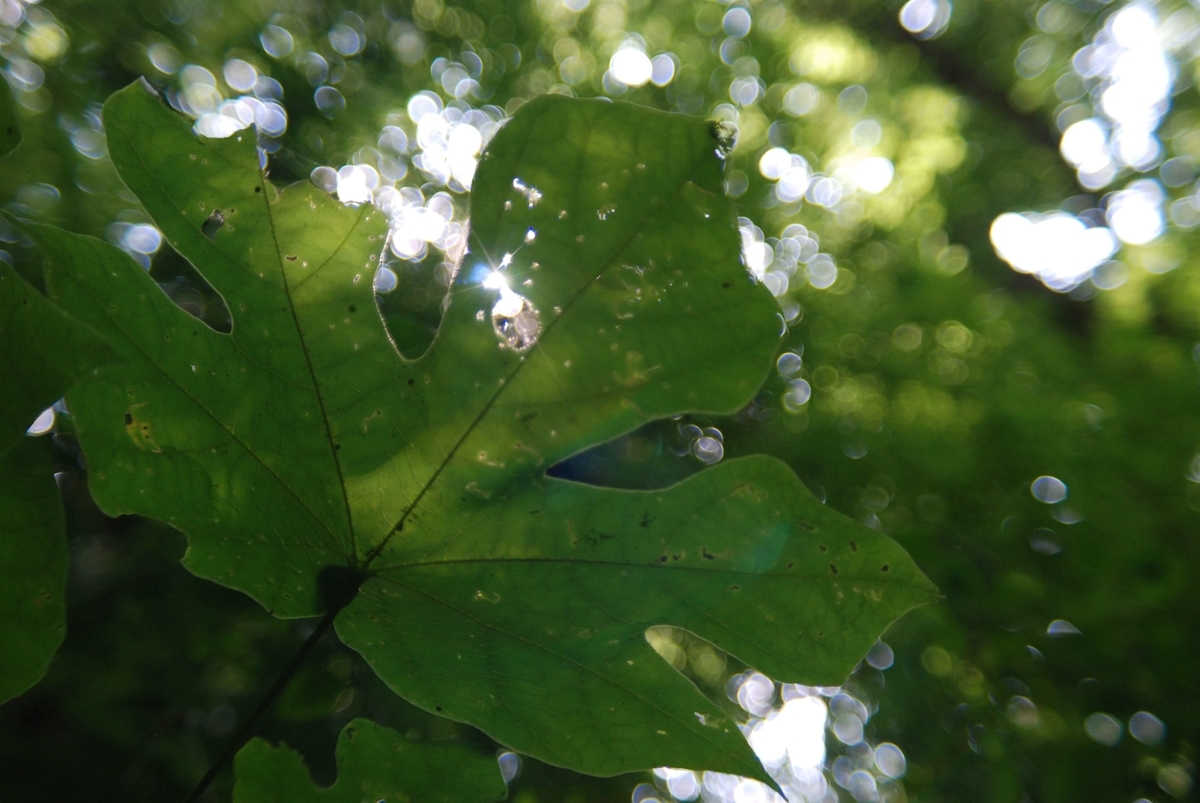 f:id:hachi-log:20210726192505j:plain