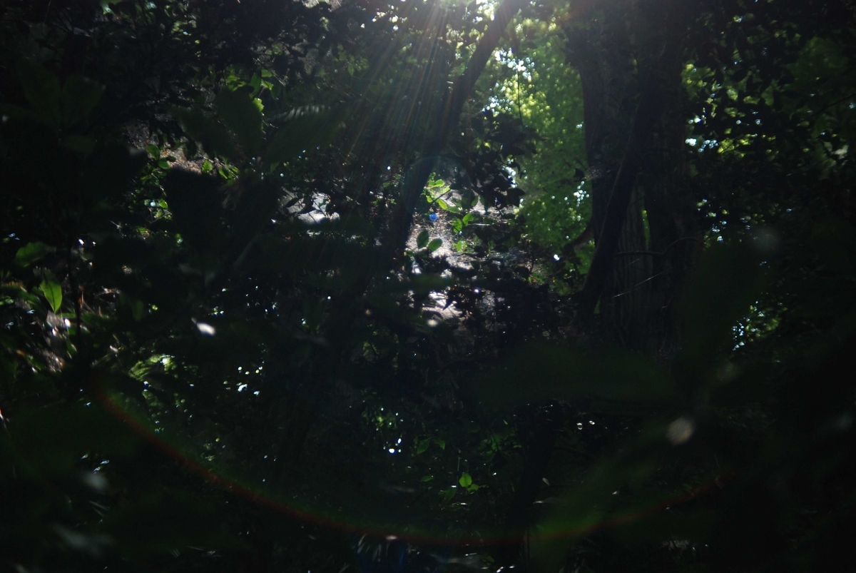 f:id:hachi-log:20210726192514j:plain