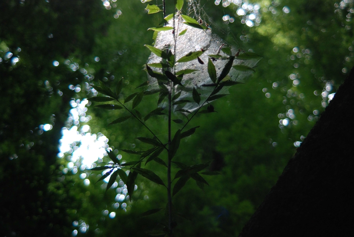 f:id:hachi-log:20210726192524j:plain