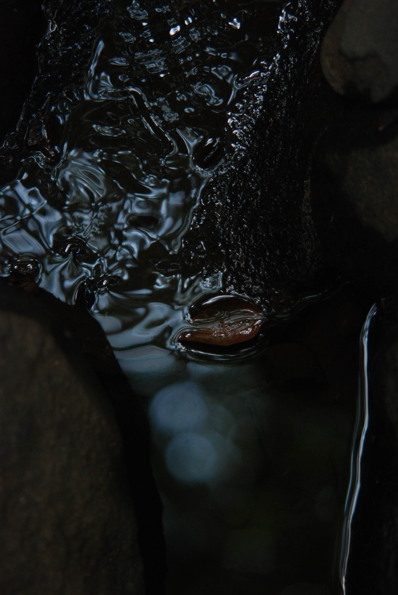 f:id:hachi-log:20210726192550j:plain