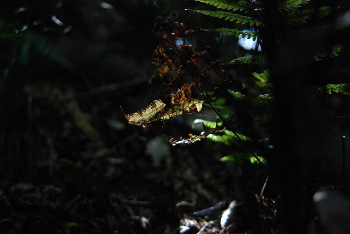 f:id:hachi-log:20210726192637j:plain