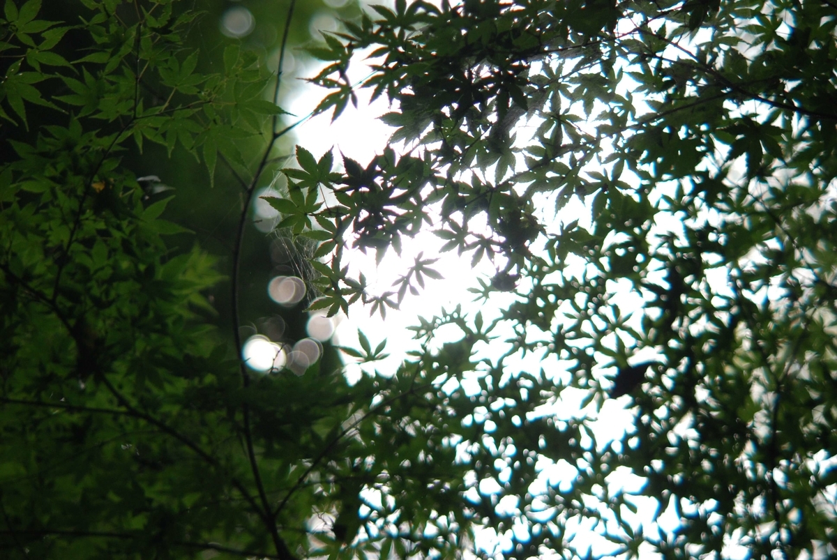 f:id:hachi-log:20210726192712j:plain