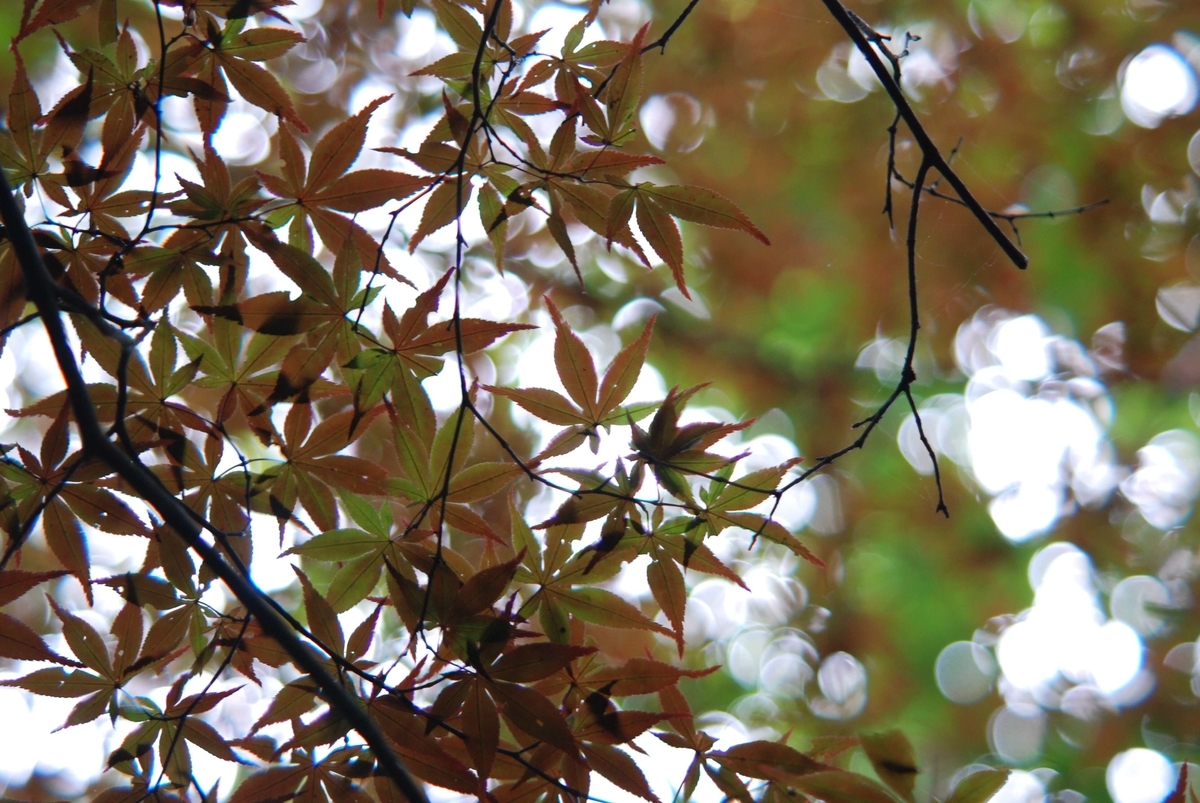 f:id:hachi-log:20210726192816j:plain