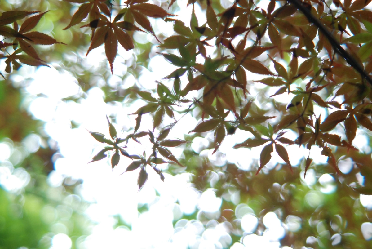 f:id:hachi-log:20210726192826j:plain