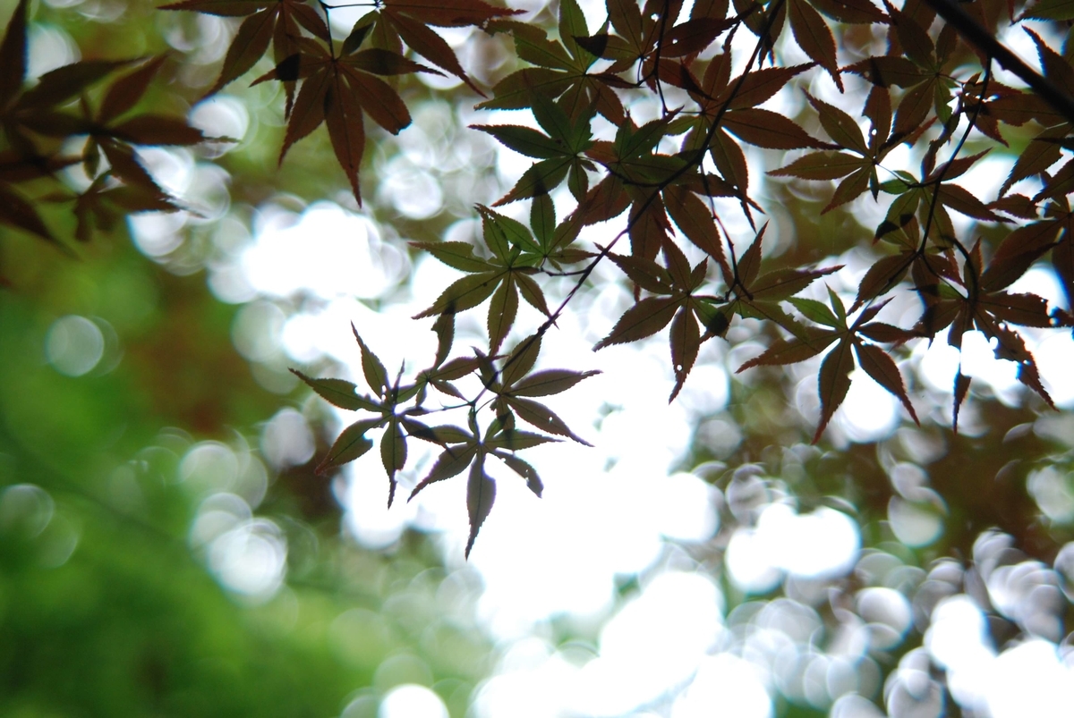 f:id:hachi-log:20210726192837j:plain