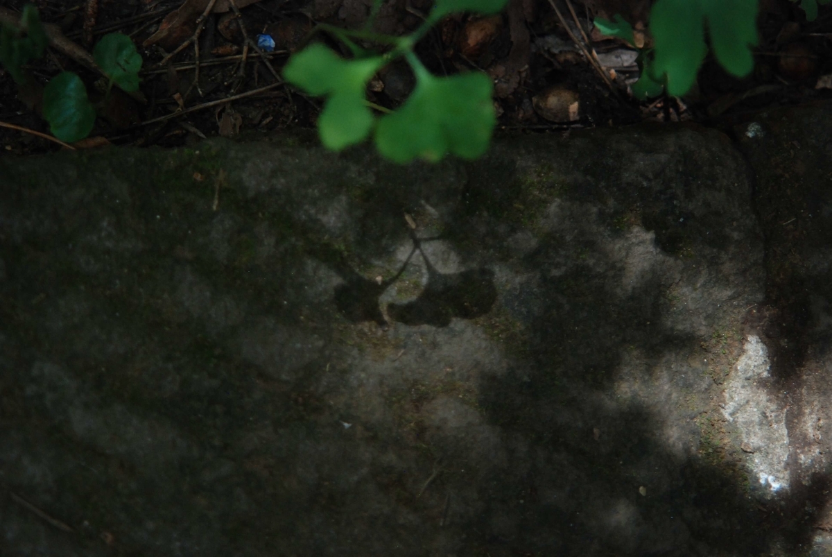 f:id:hachi-log:20210726192953j:plain