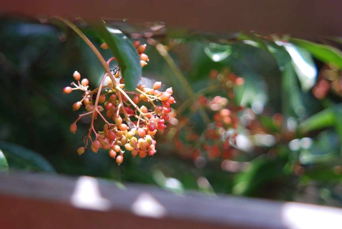 f:id:hachi-log:20210726193012j:plain