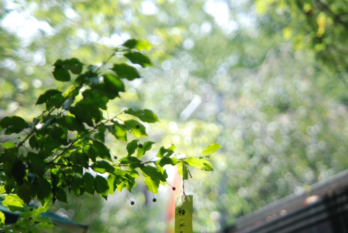 f:id:hachi-log:20210726193105j:plain