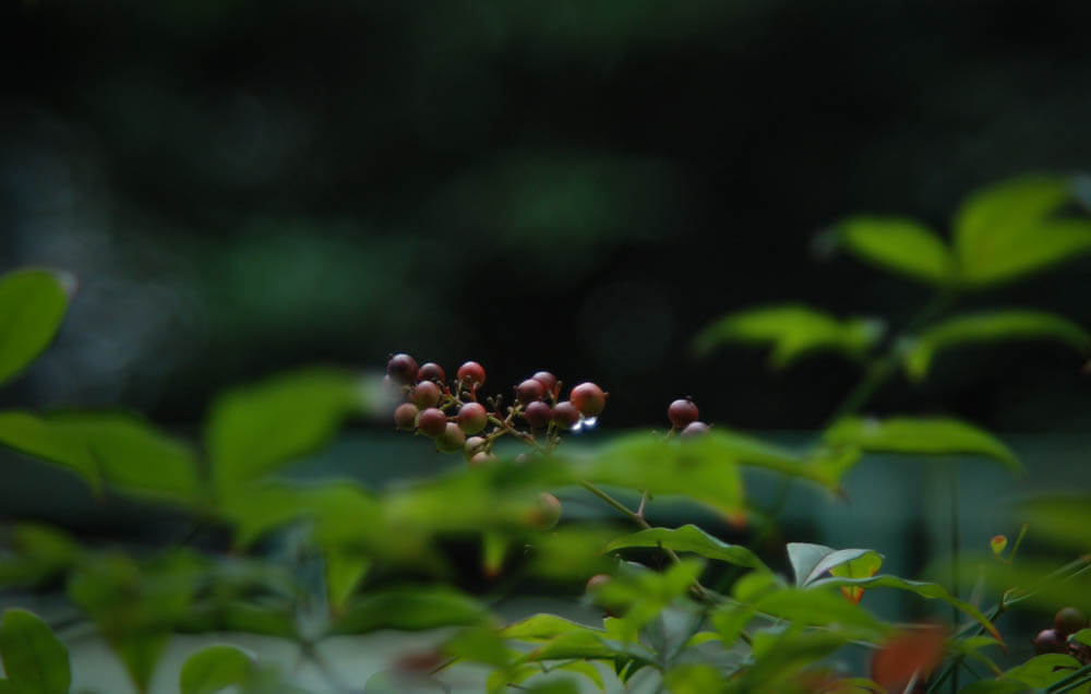 f:id:hachi-log:20211016001807j:plain