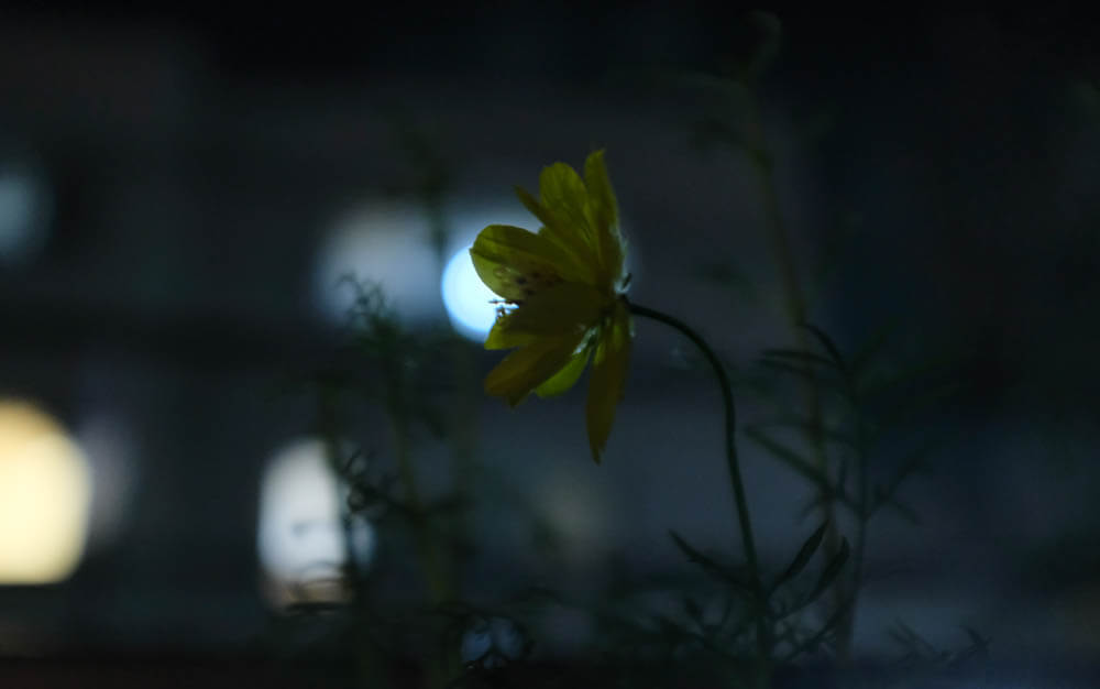 f:id:hachi-log:20211016001823j:plain