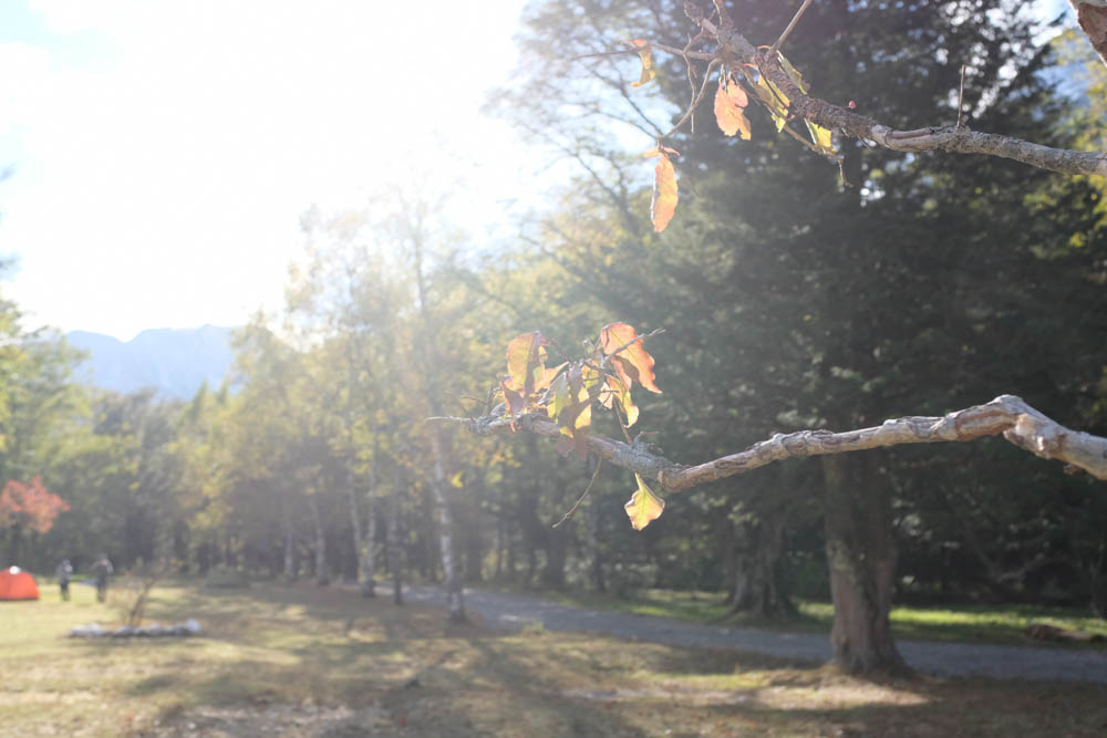 f:id:hachi-log:20211021150006j:plain