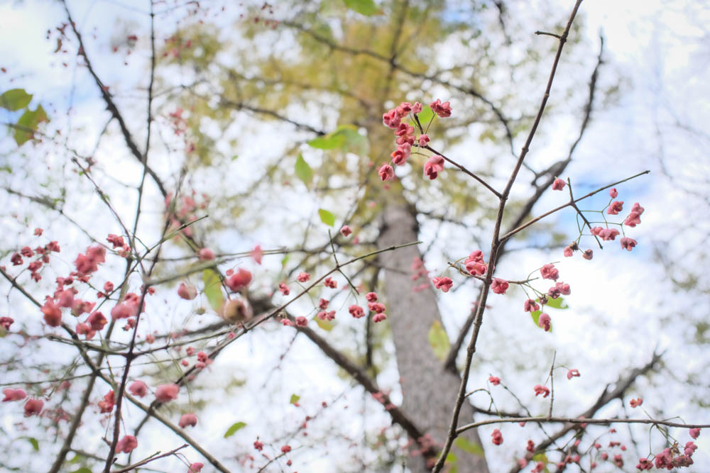 f:id:hachi-log:20211022130616j:plain