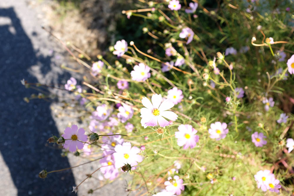 f:id:hachi-log:20211023085723j:plain