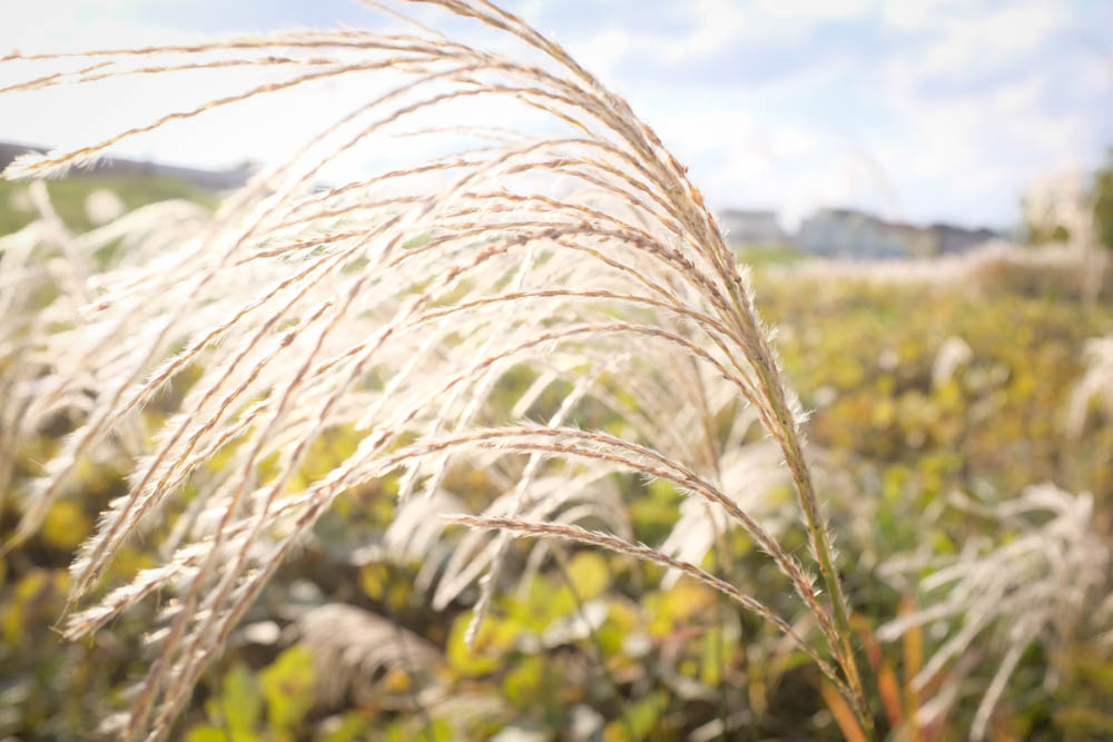 11月8日（月）曇りのち晴れのち曇り - きまぐれハチログ