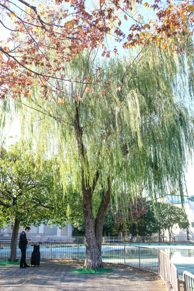 f:id:hachi-log:20211126131646j:plain