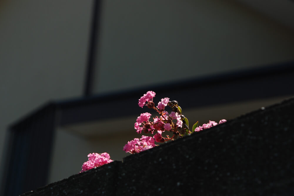 f:id:hachi-log:20211224232306j:plain