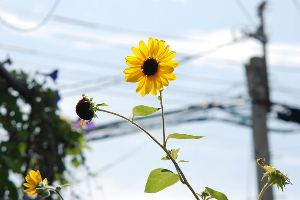 f:id:hachi-log:20211224232326j:plain