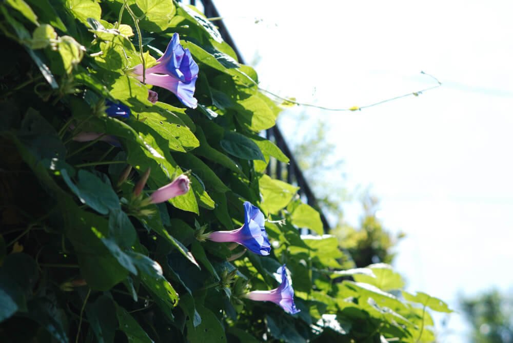 f:id:hachi-log:20211224232333j:plain