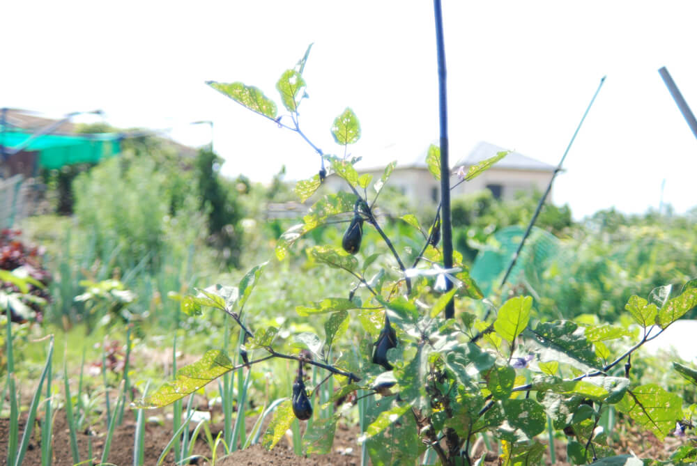 f:id:hachi-log:20211224232339j:plain