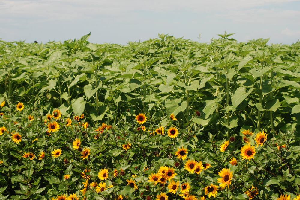 f:id:hachi-log:20211224232347j:plain