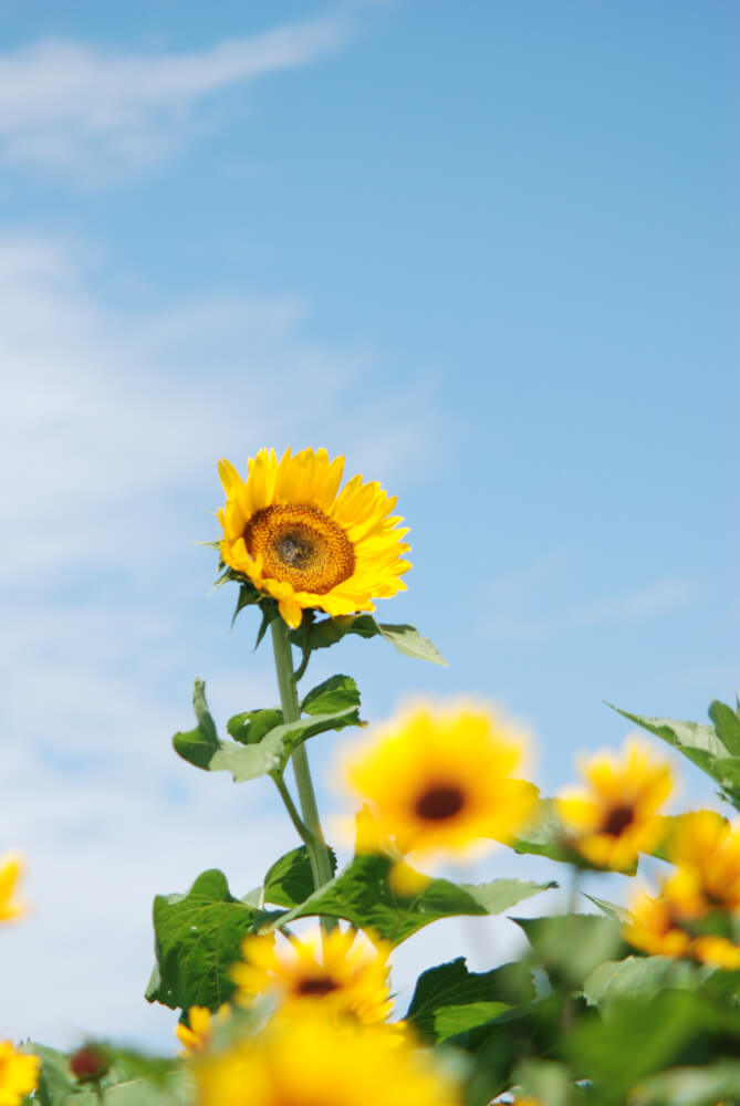 f:id:hachi-log:20211224232350j:plain