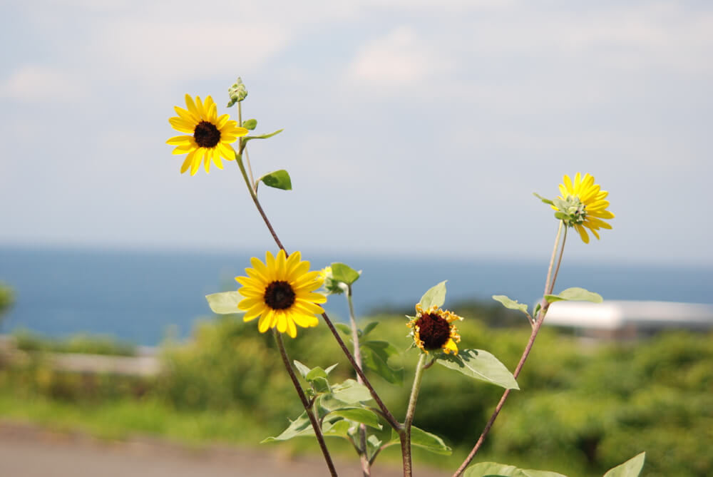 f:id:hachi-log:20211224232403j:plain