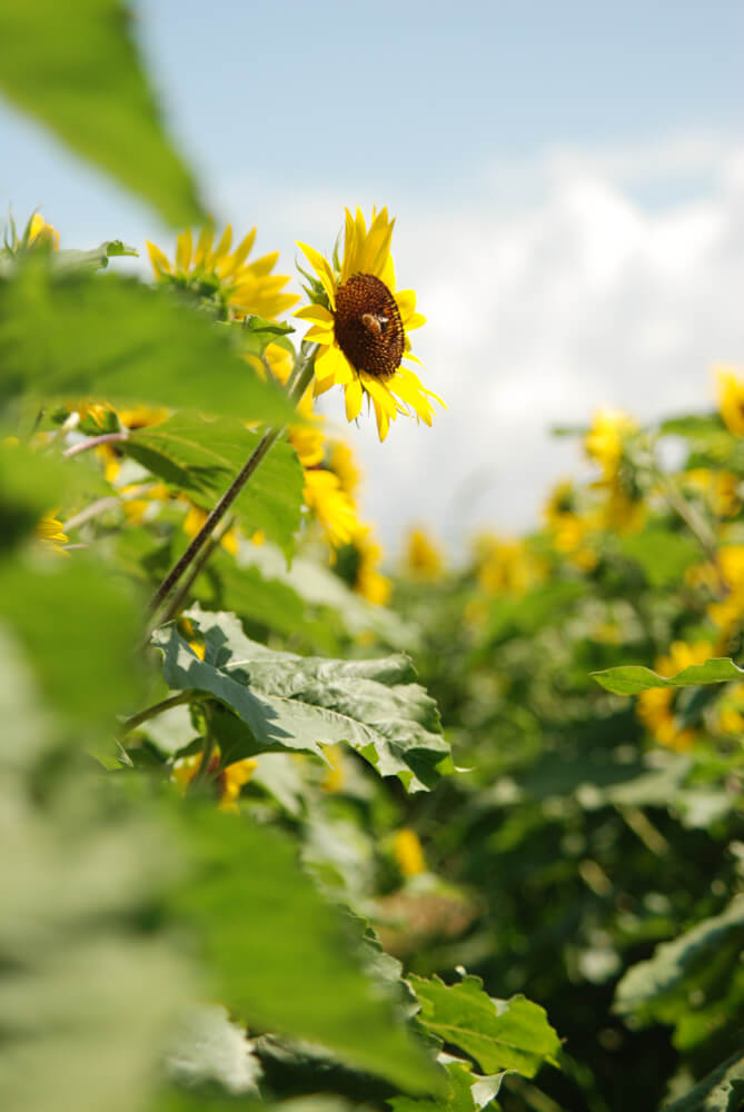 f:id:hachi-log:20211224232409j:plain