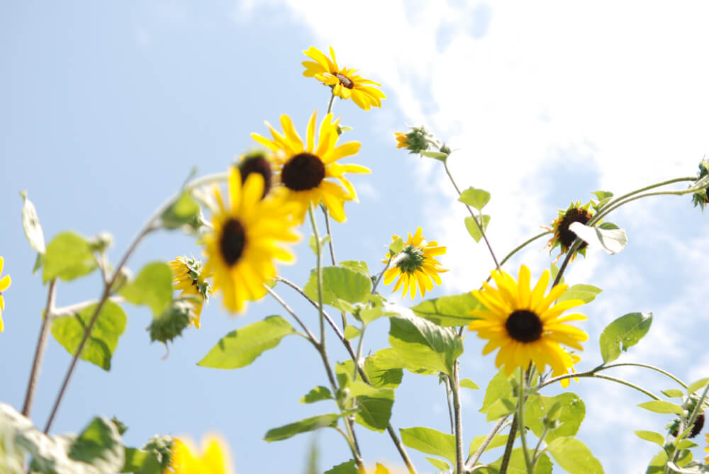 f:id:hachi-log:20211224232433j:plain