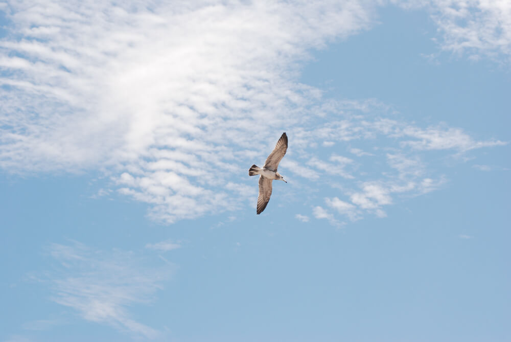 f:id:hachi-log:20211224232517j:plain