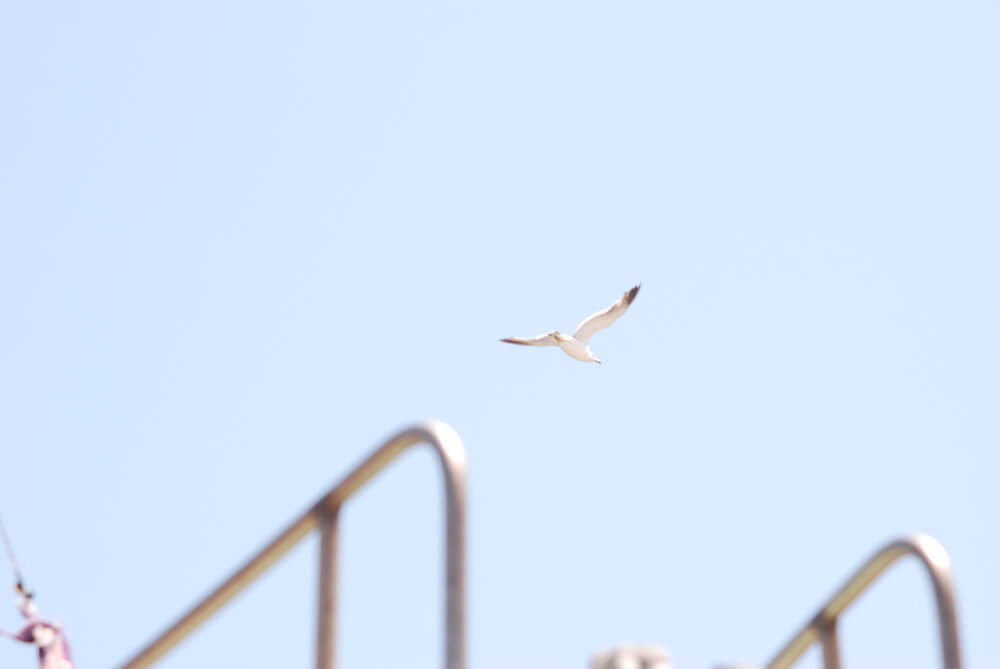 f:id:hachi-log:20211224232623j:plain