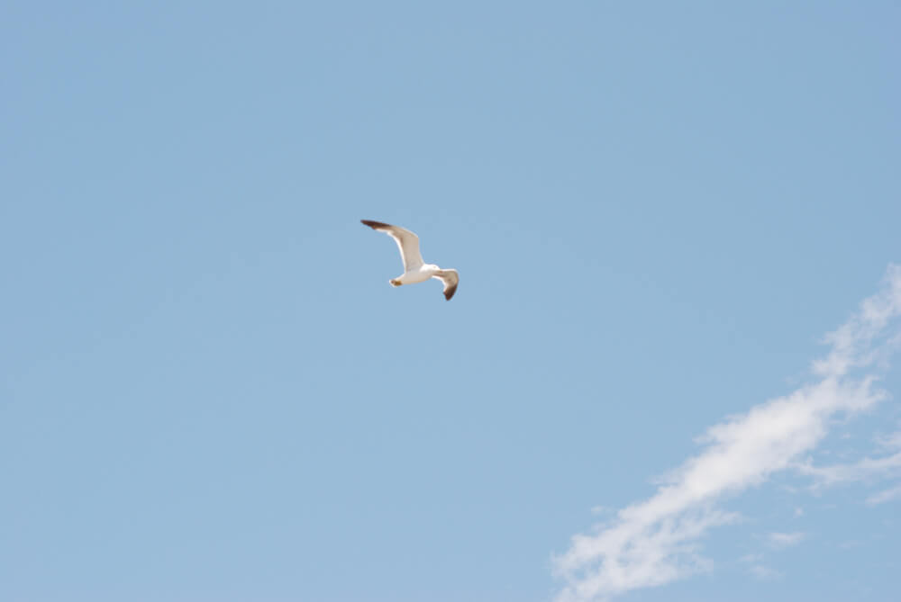 f:id:hachi-log:20211224232632j:plain