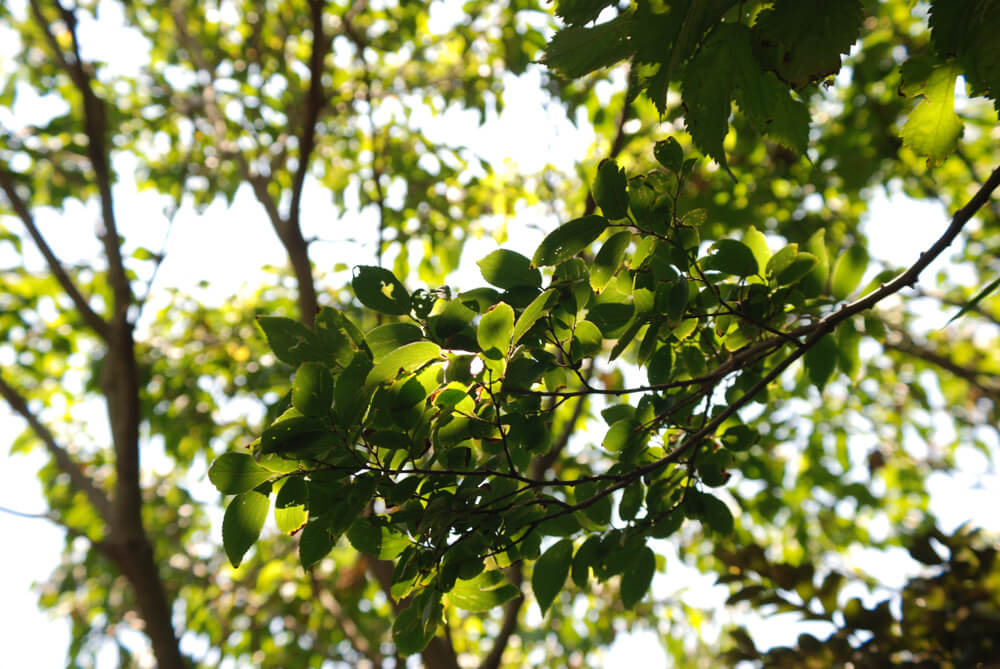 f:id:hachi-log:20211224232703j:plain