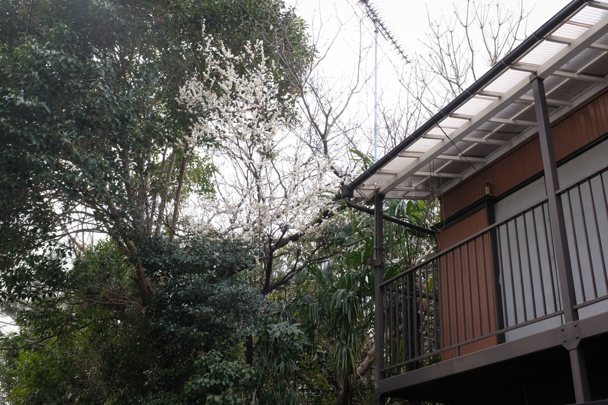 f:id:hachi-log:20220307081719j:plain