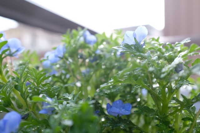 f:id:hachi-log:20220331082727j:image