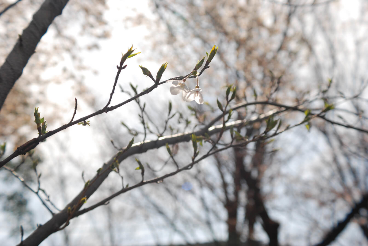 f:id:hachi-log:20220401210556j:plain