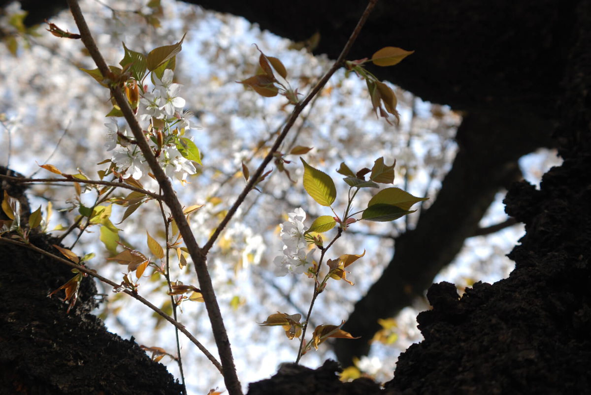 f:id:hachi-log:20220401210615j:plain