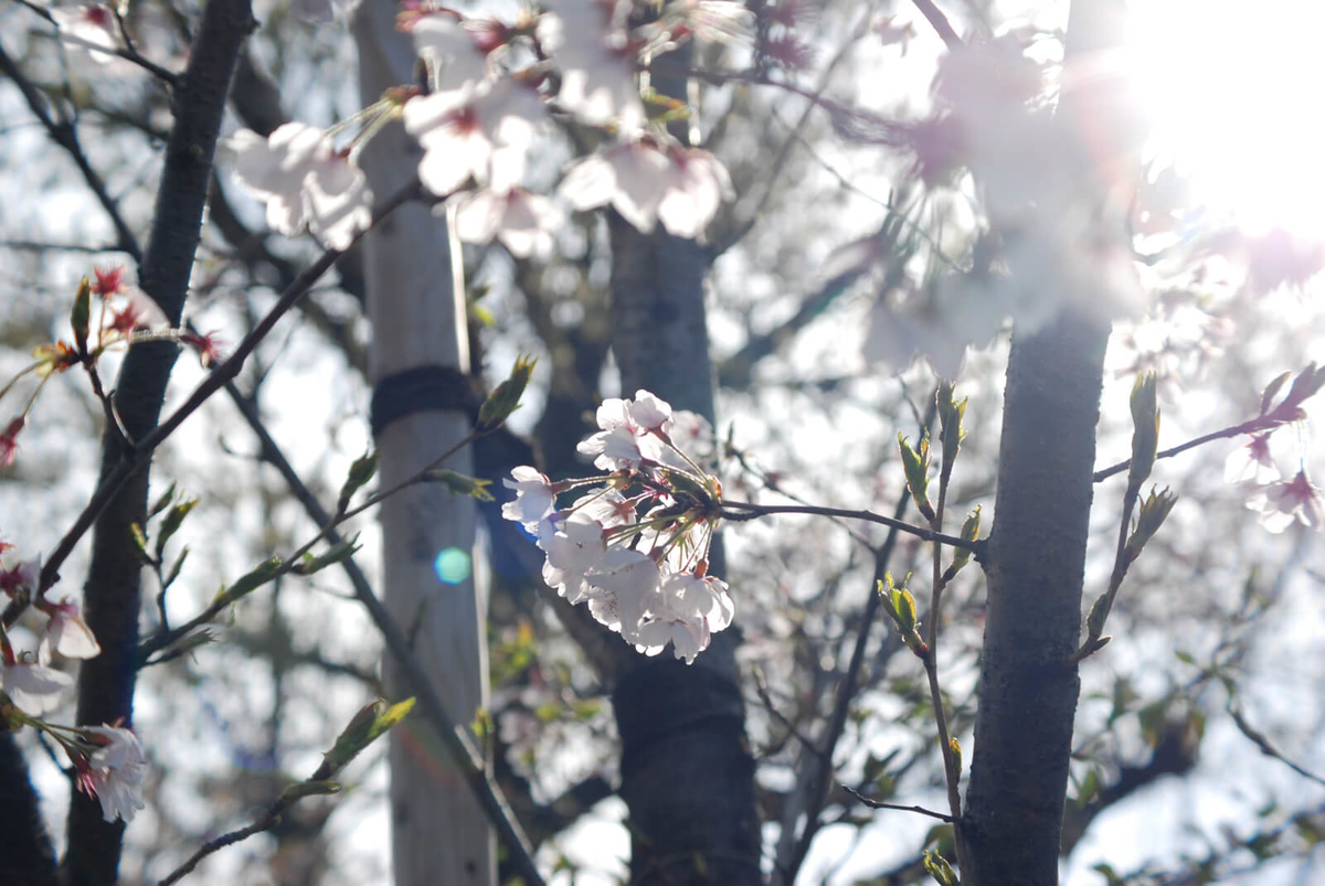 f:id:hachi-log:20220401210624j:plain