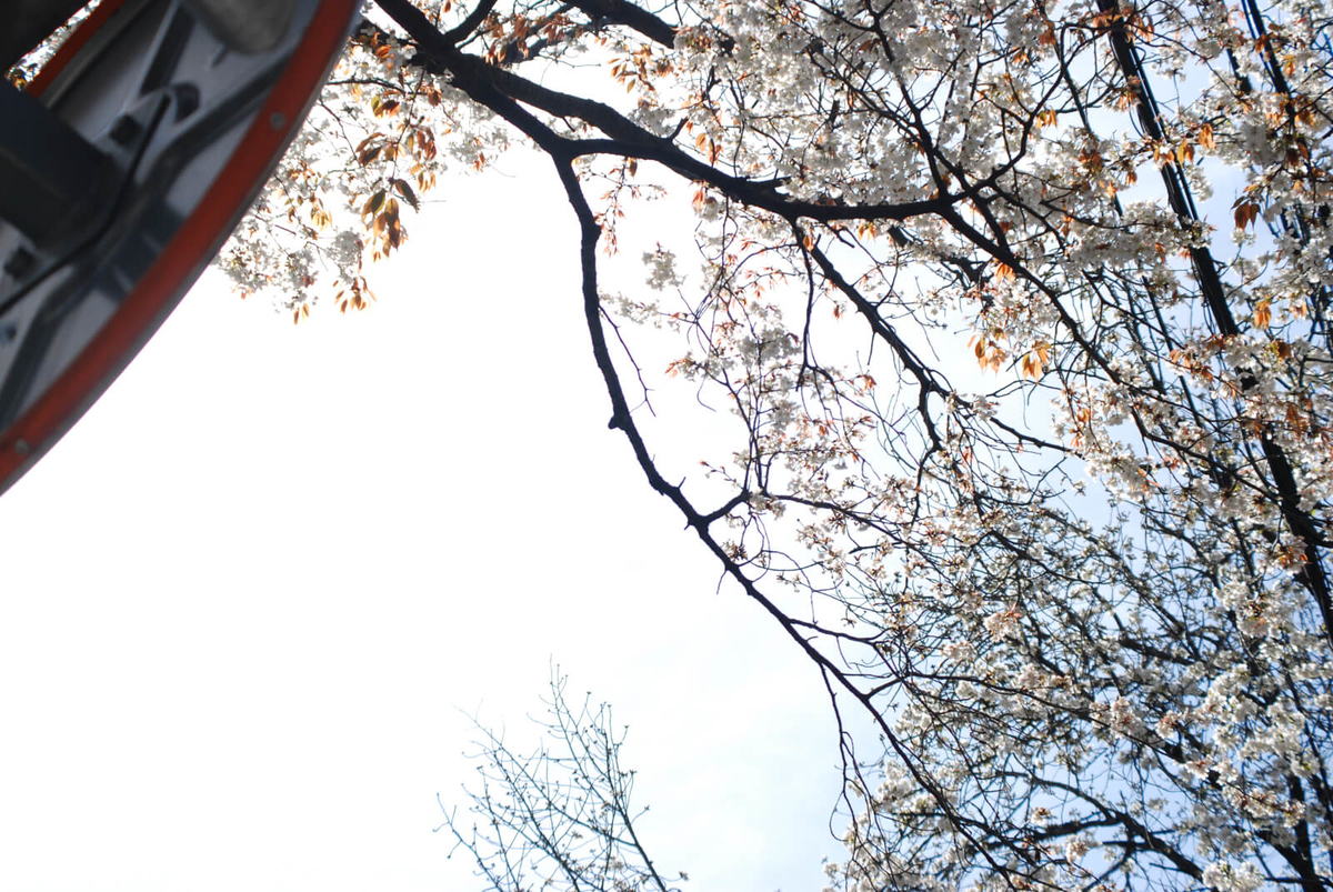 f:id:hachi-log:20220401210629j:plain