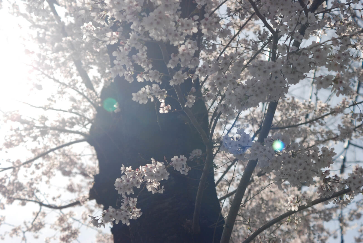 f:id:hachi-log:20220401210643j:plain