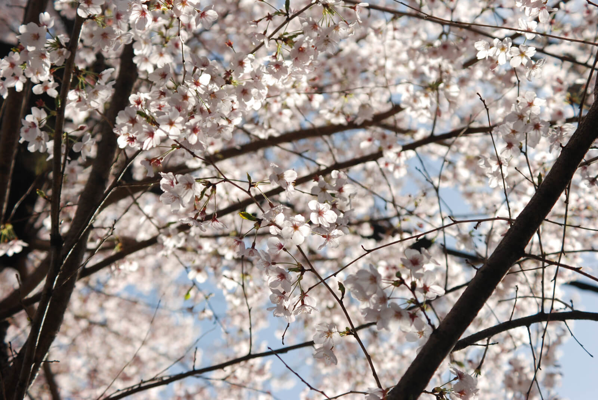f:id:hachi-log:20220401210653j:plain